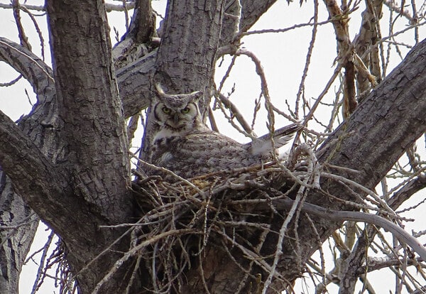 Owl in the tree nest