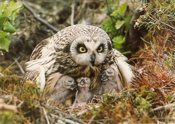 Baby Short Eared Owl in nest with parents