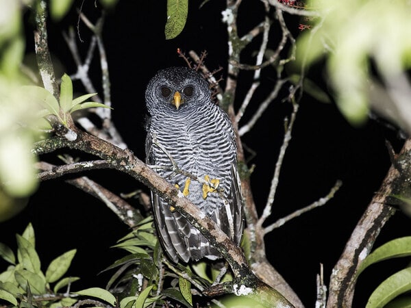 Black Banded owl In branch