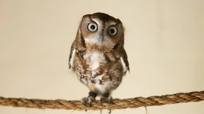 Small juvenile screech owl standing on a rope indoors with wide curious eyes