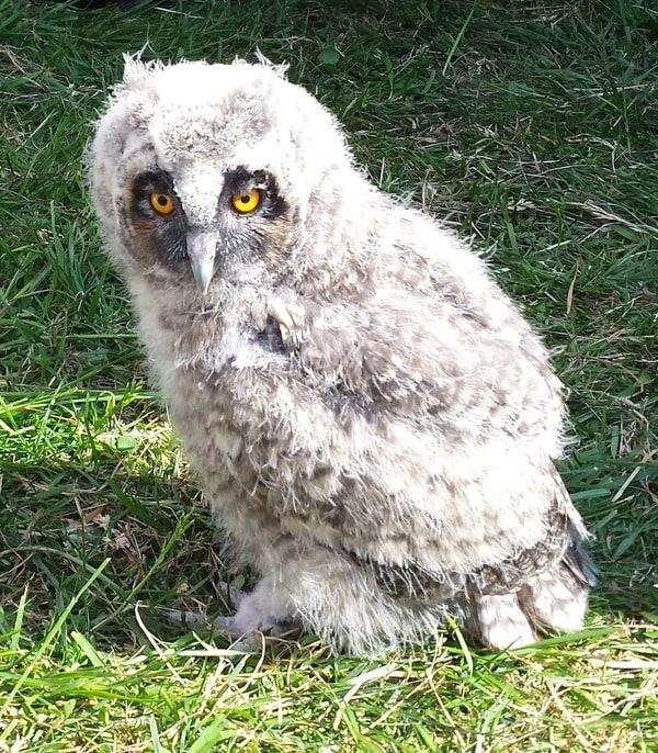 Baby Short Eared Owl in grass Field
