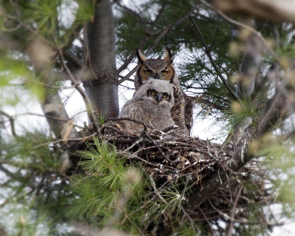 Owl with his baby in nest