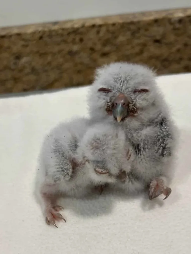 Newborn baby screech owl chick covered in soft down with eyes partially closed