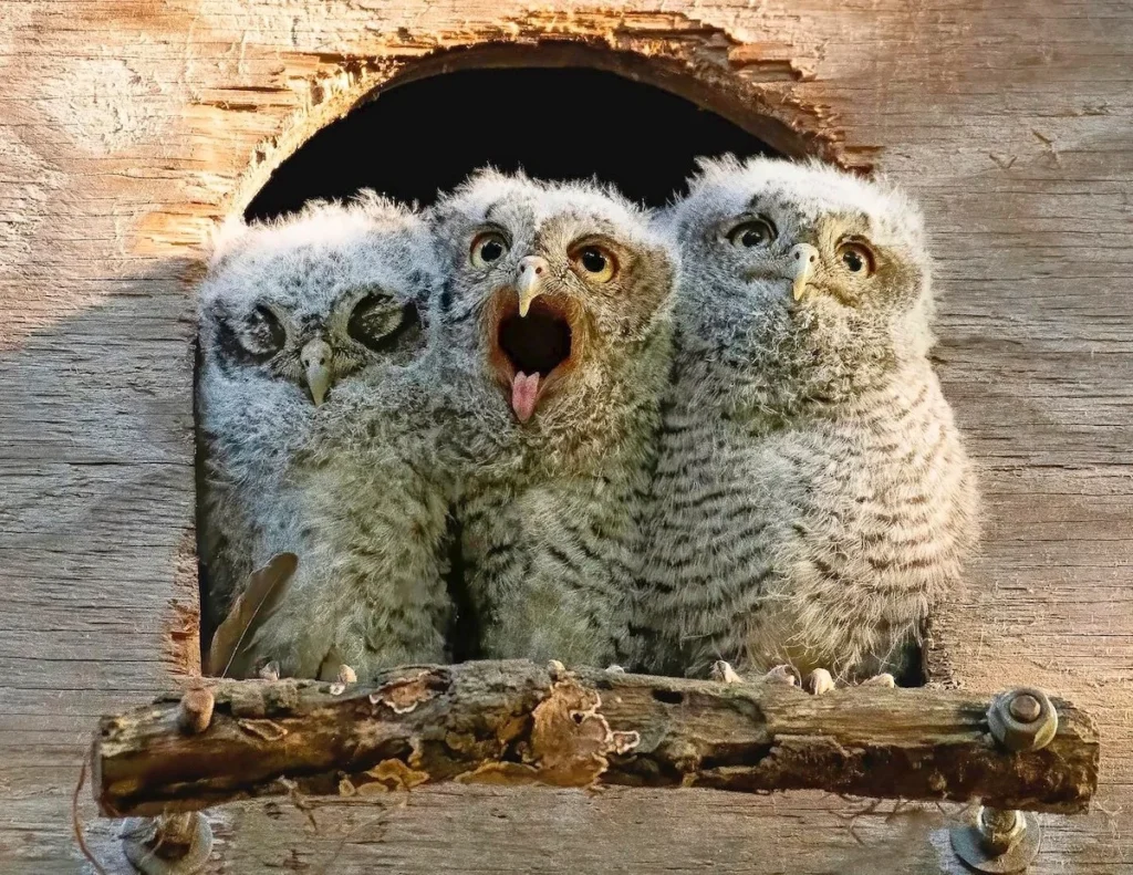 Three baby screech owls peeking out of a wooden nest cavity with fluffy feathers
