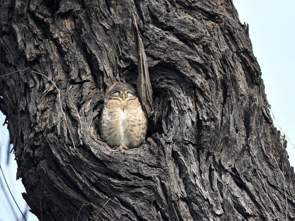 Small Owl Sleeping in Nest