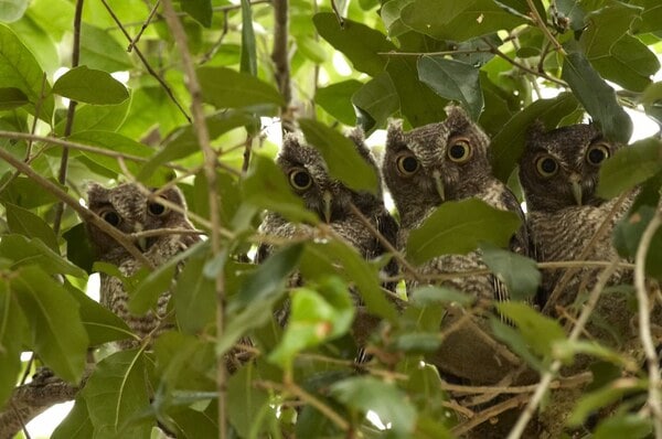 Group of Owl - Parliement