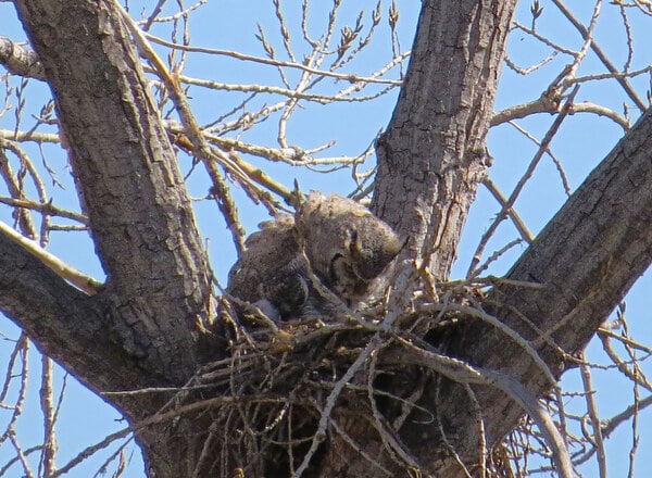 owl feeding baby in the nest