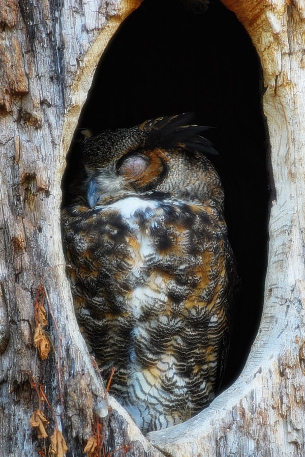 Owl Sleeping in Tree Hollow