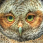Close-up of a fluffy young screech owl peeking out from a tree hole
