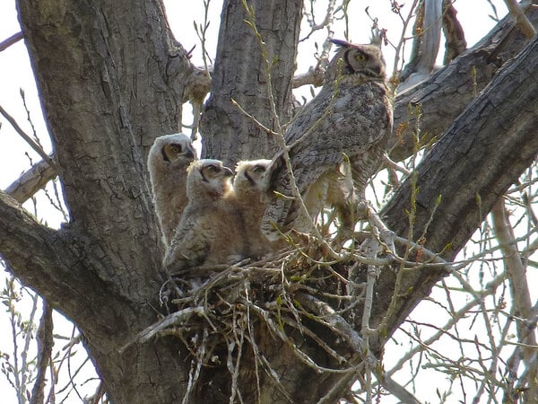 Owl Nest
