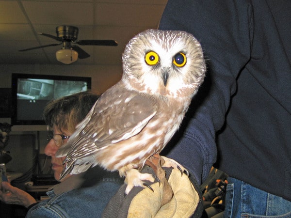Saw Whet Owl In hand
