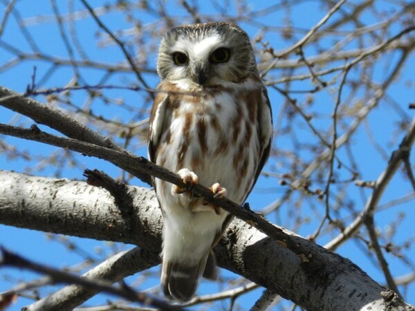 Northern Saw-whet Owl in Tree