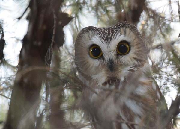 Northern Saw-whet Owl in Tree Branch