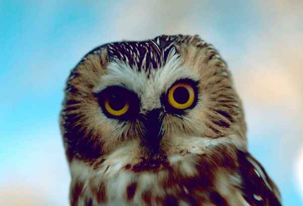 Northern Saw-whet Owl Staring