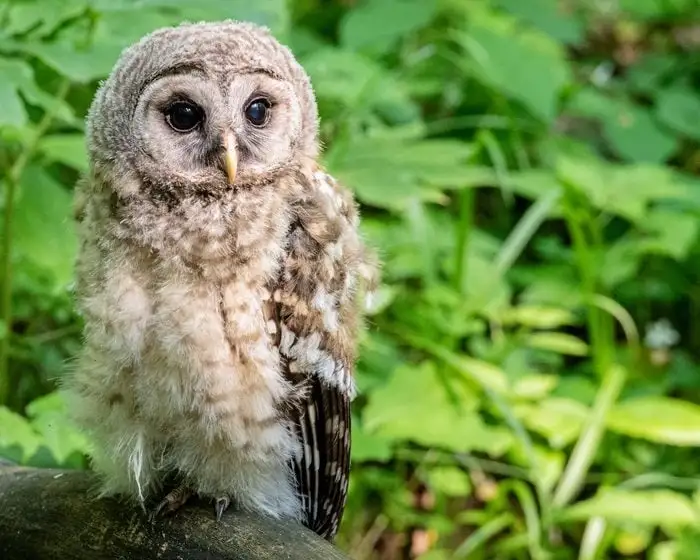 Fluffy young owl perched on a branch surrounded by green forest leaves
