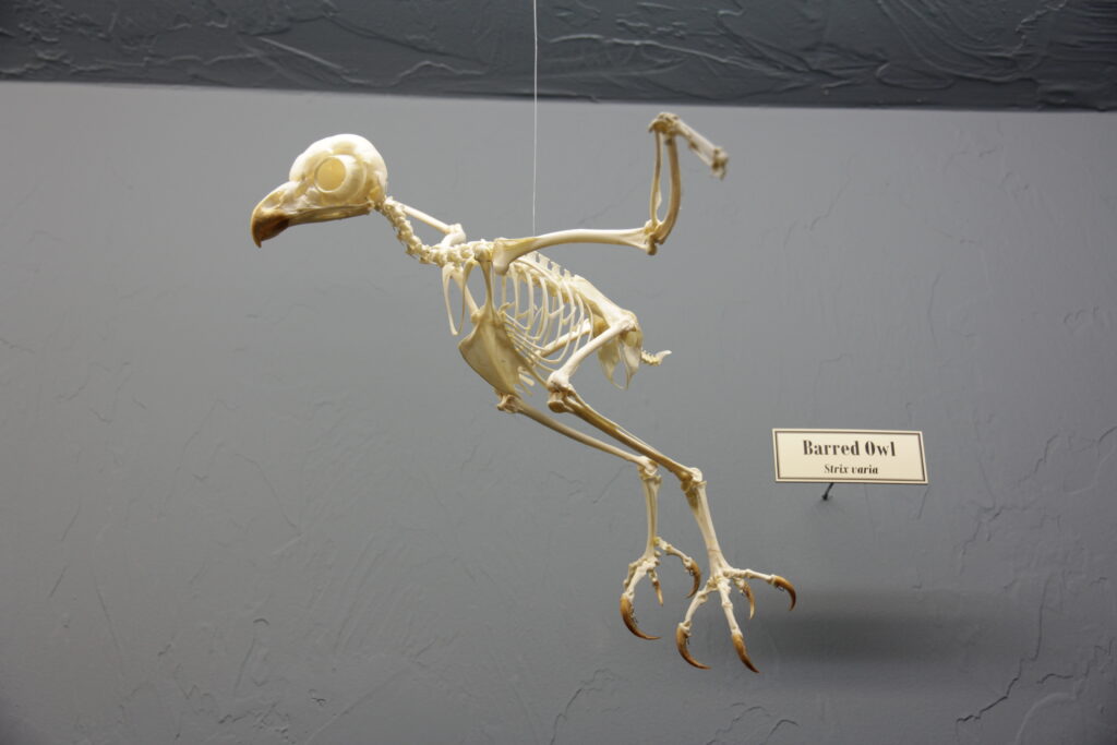 Mounted skeleton of a Barred Owl in a flying posture, displaying wings, skull, ribs, and talons.