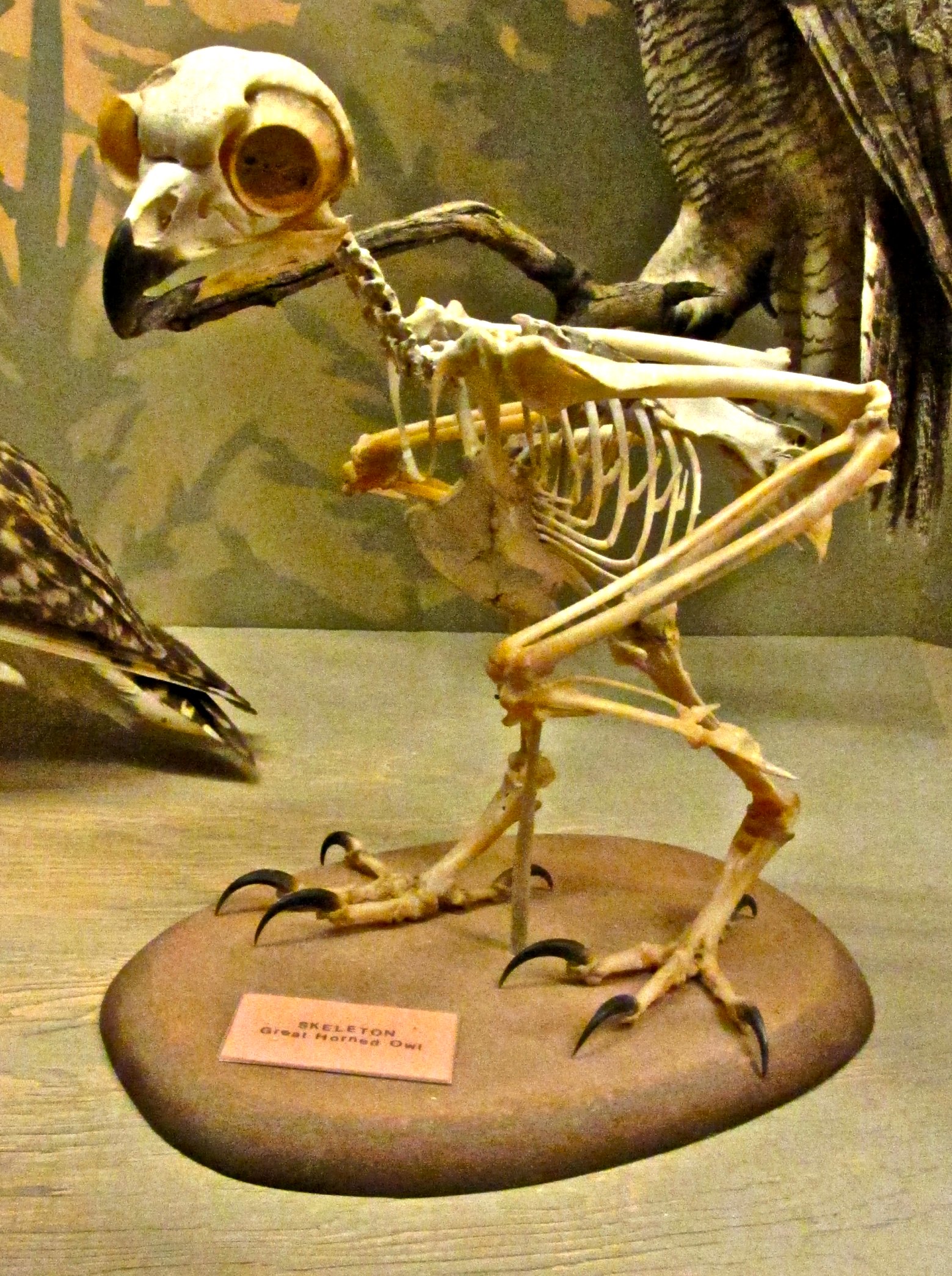 Skeleton of a Great Horned Owl displayed on a museum stand, showing its skull, wings, ribcage, and talons.