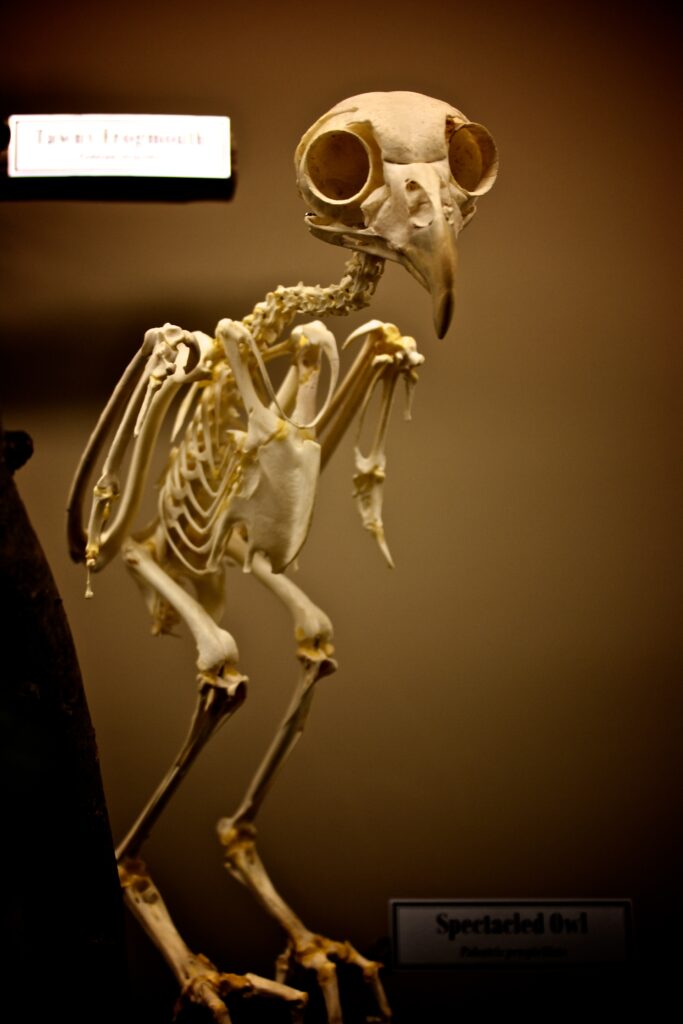 Skeleton of a Spectacled Owl on display, showing the skull, vertebrae, wings, and leg bones in detail.