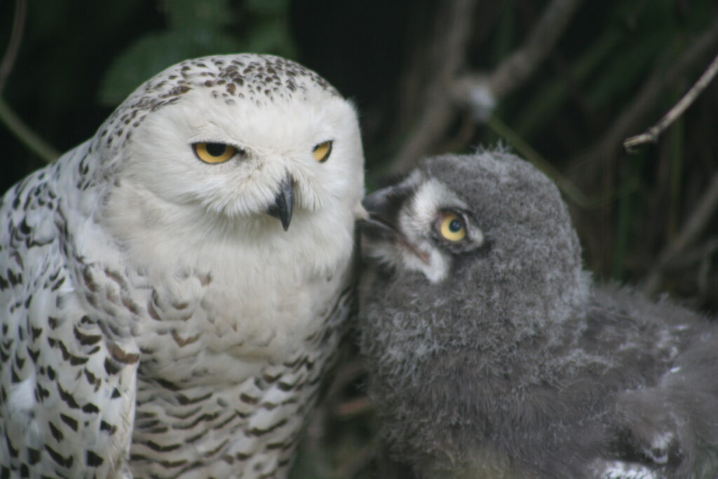 Adult Snowy Owl beside a gray downy chick during early development