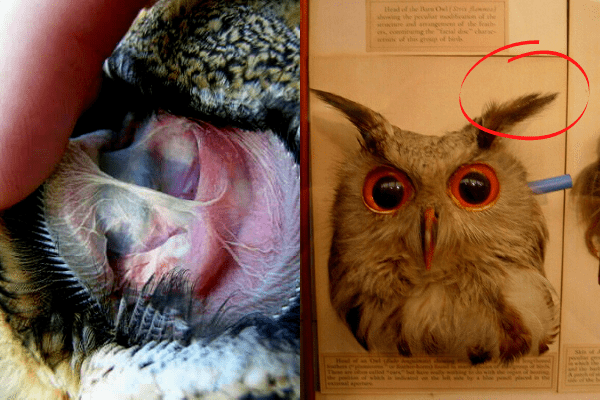 Owl Ears