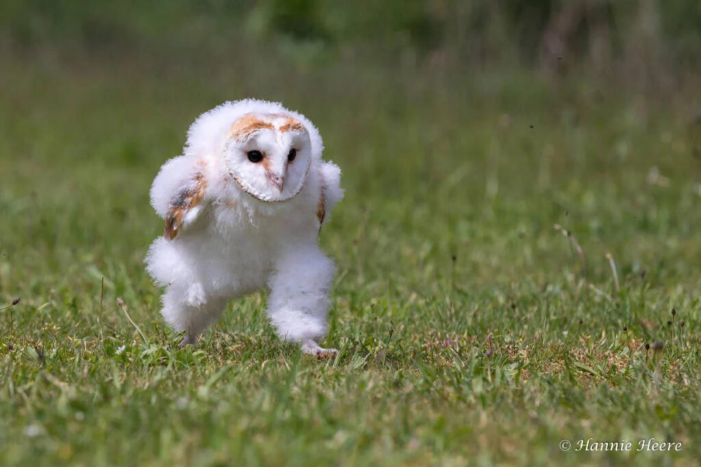 Fluffy barn owl chick walking on grass with oversized downy legs