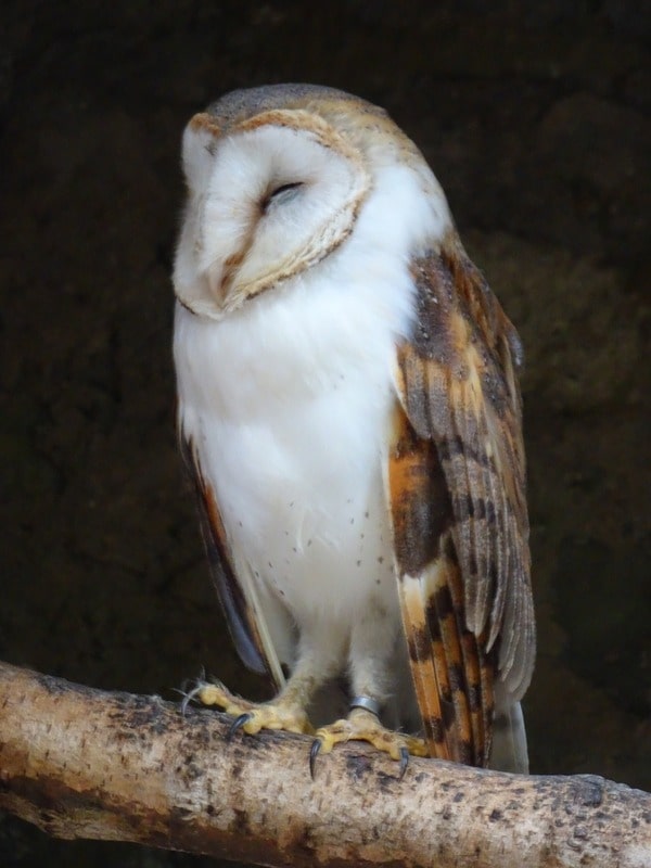 Owl Sleeping in Tree Branch