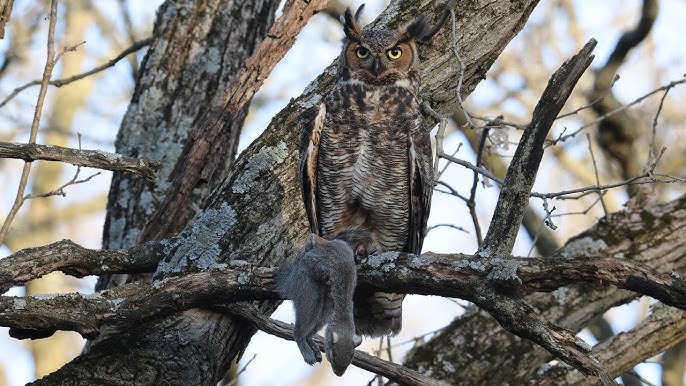 Great Horned Owl perched on a tree branch holding a grey squirrel as prey.