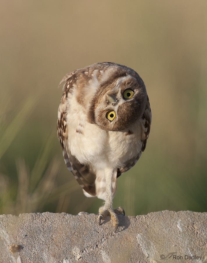Owl balancing on one leg with head tilted in a curious pose