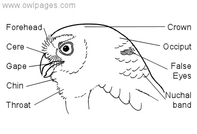 Labeled side-view diagram of an owl’s head showing features such as the cere, gape, crown, occiput, and false eyes.