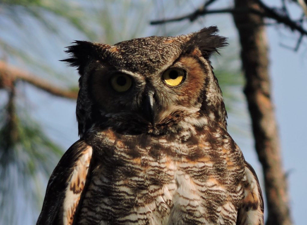 Great Horned Owl with bright yellow eyes perched outdoors
