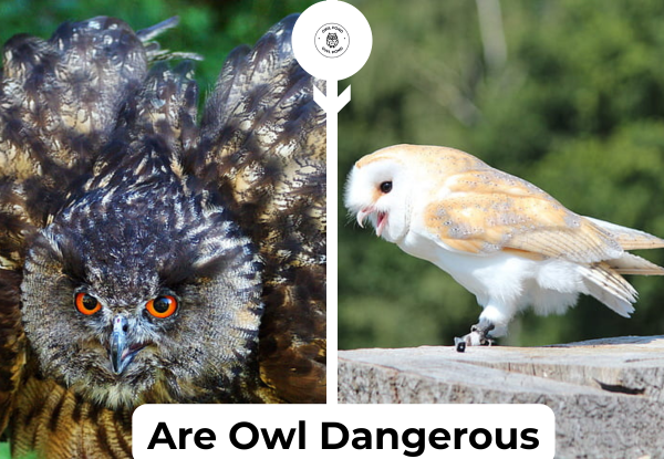 Are owls dangerous? Side-by-side image showing two owl species with different body language