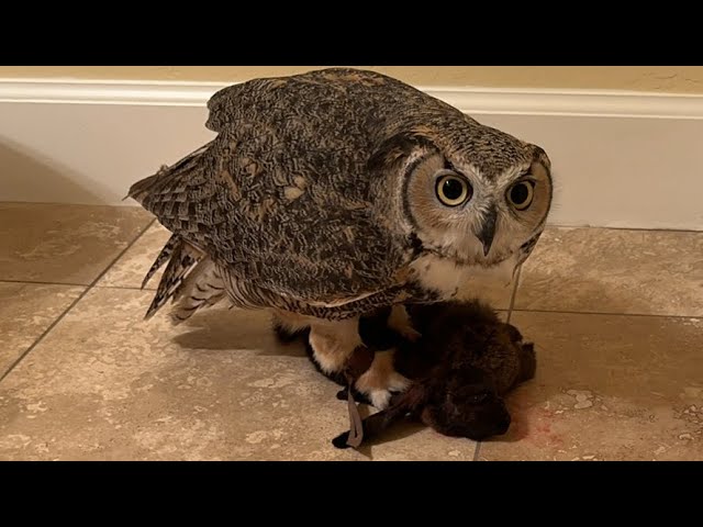 Great Horned Owl holding and eating a rabbit indoors