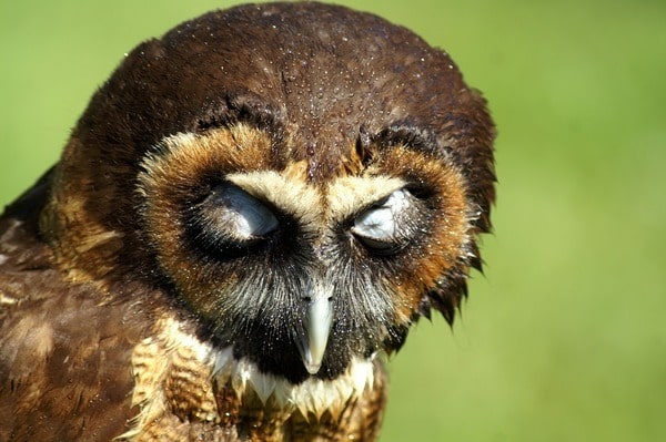 How do Owl Sleep ?