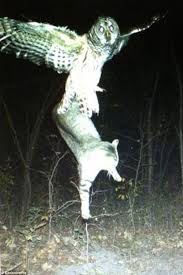 Owl lifting a cat off the ground at night in a forested area, captured by a trail camera.