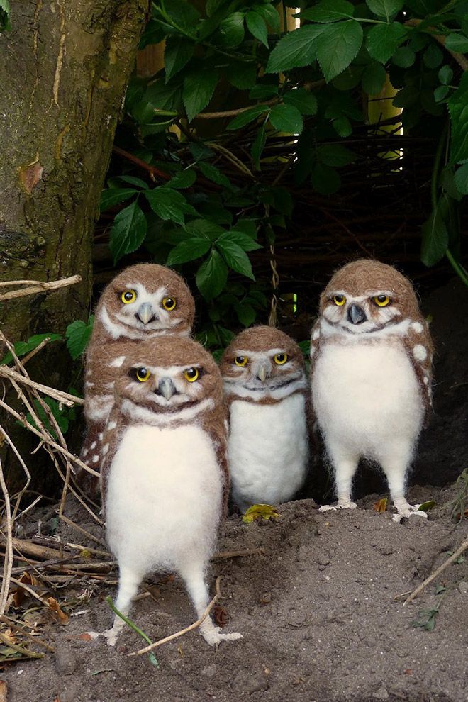 Group of young owls standing upright at a burrow entrance