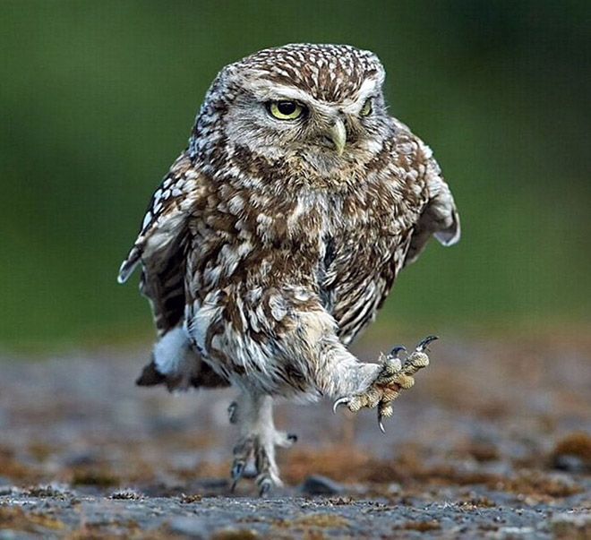 Owl stepping forward with one leg raised and talons extended