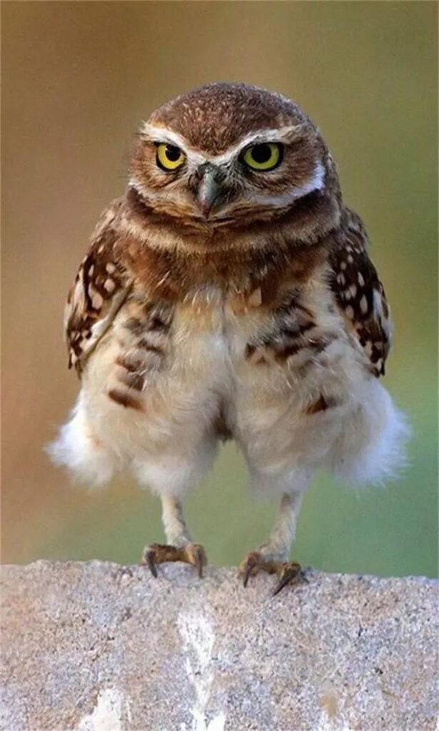 Owl standing upright with fluffy leg feathers and small exposed feet