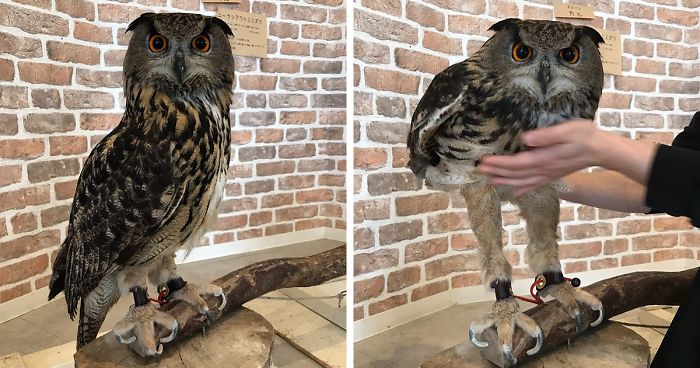 Owl with leg feathers lifted showing the full length of its legs