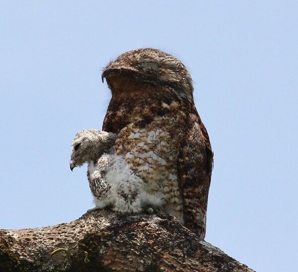 potoo with its chick perched on a tree branch
