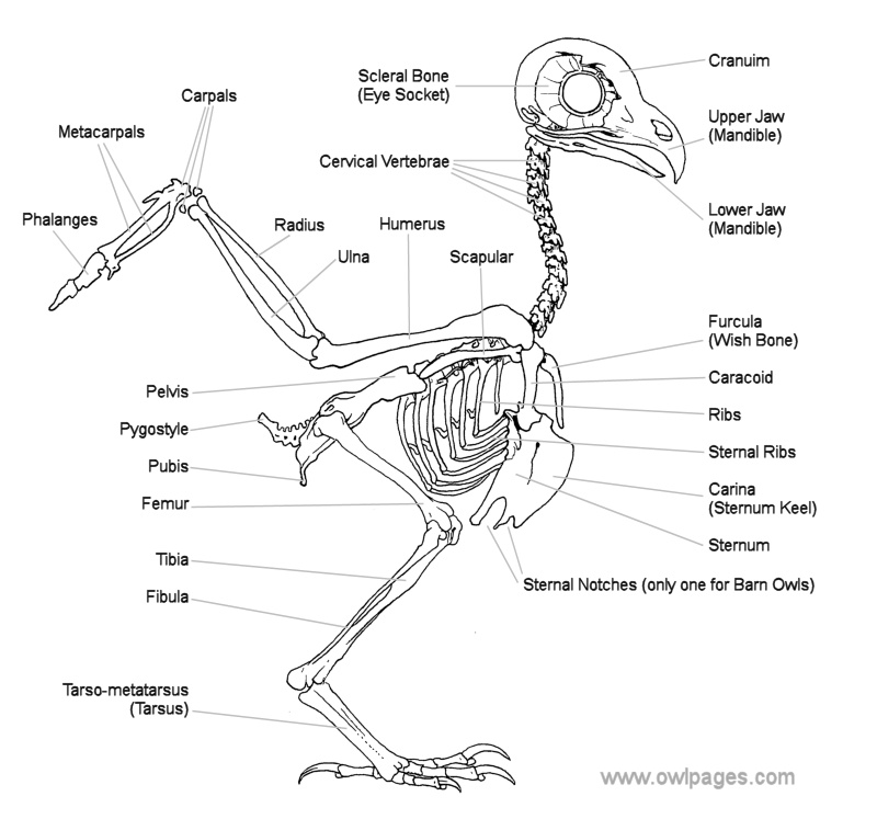 Labeled diagram of an owl skeleton showing the skull, vertebrae, wings, ribs, legs, and major bone structures.