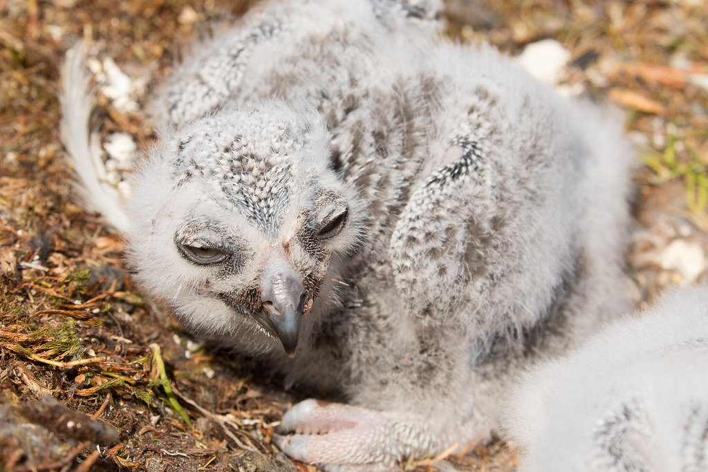 Baby Snowy Owl chick resting on the ground with gray down feathers