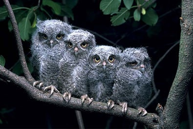 Baby Western Screech Owl