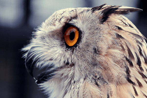 Do Owls Have Eyelashes