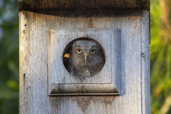 Baby Western Screech Owl in nest