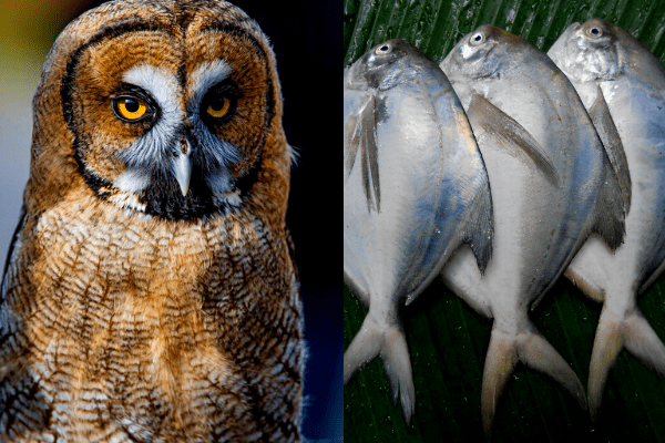 do owl eat fish