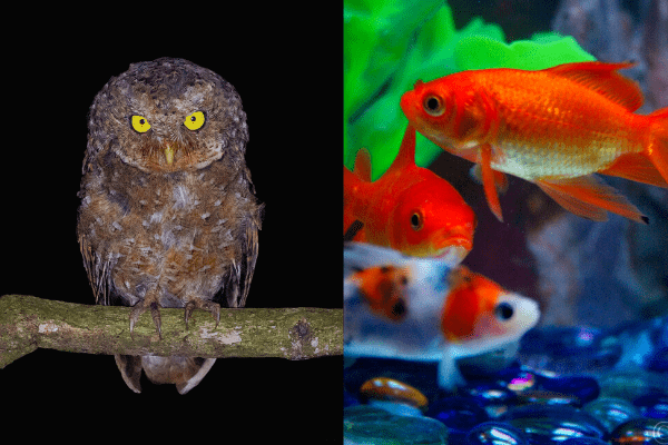 Owl Eating Fish