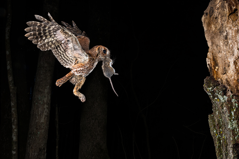 Owl flying at night with a mouse in its talons near a tree trunk.