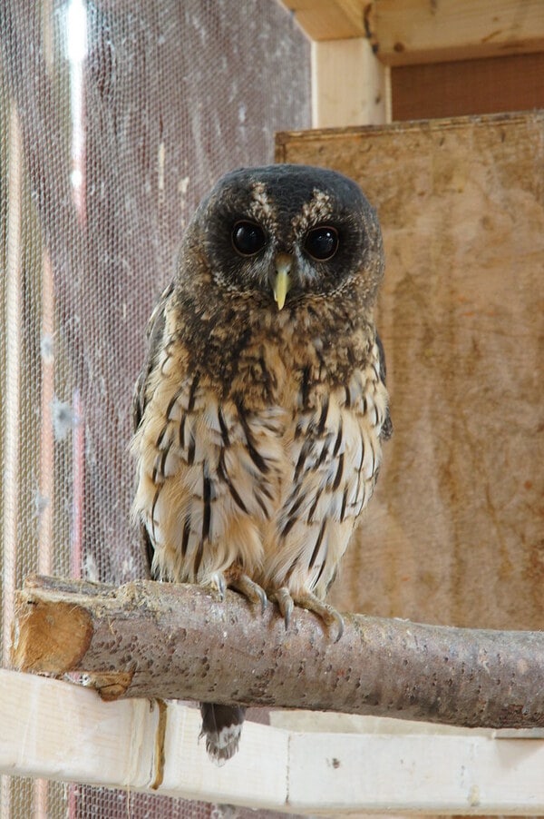 Mottled Owl in branch