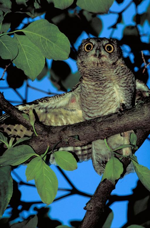 Young Western Screech Owl in Tree