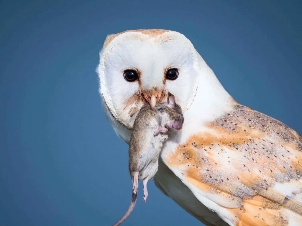 Barn owl holding a mouse in its beak against a blue background.